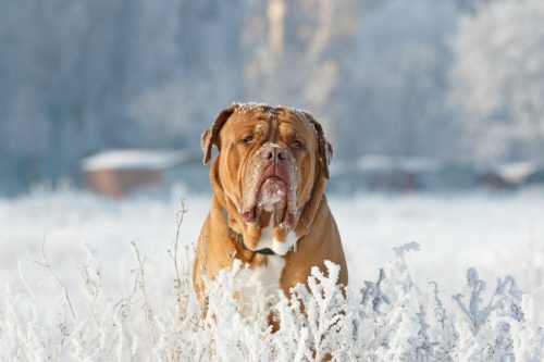 A large dog stands in a snowy field, surrounded by frost-covered grass and trees in the background.