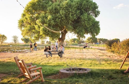 A sunny outdoor scene with people gathered around a picnic table under a large tree, with string lights and a fire pit nearby.