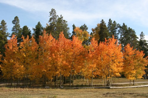 A vibrant grove of trees with bright orange and yellow leaves against a backdrop of green conifers and a clear sky.