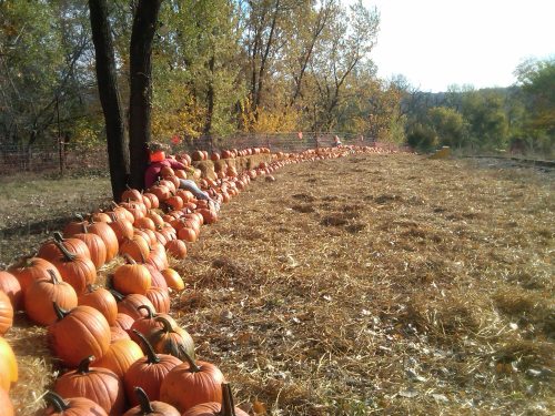 A long row of pumpkins on a farm, with a person sitting among them under a tree, surrounded by autumn foliage.