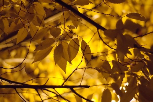 Close-up of yellow leaves against a softly lit background, creating a warm, autumnal atmosphere.