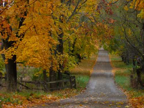 A winding gravel path surrounded by vibrant autumn trees with golden leaves.