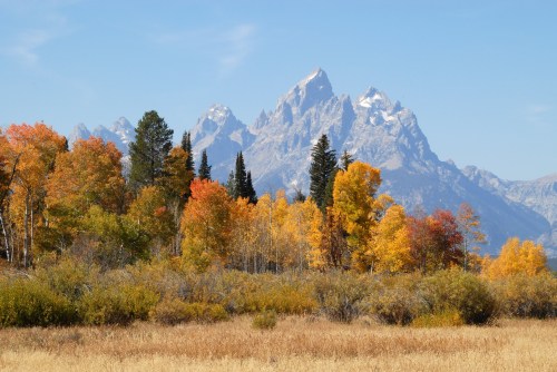 A scenic view of colorful autumn trees in the foreground with snow-capped mountains in the background under a clear blue sky.