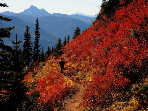 A hiker walks along a trail surrounded by vibrant red foliage and mountains in the background on a sunny day.