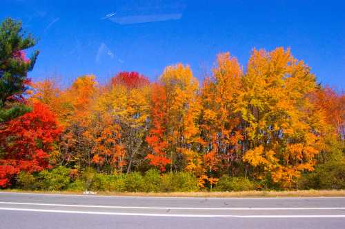 Vibrant autumn foliage in shades of red, orange, and yellow along a roadside under a clear blue sky.