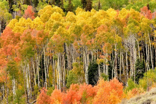 Vibrant autumn forest with trees displaying shades of yellow, orange, and green foliage.