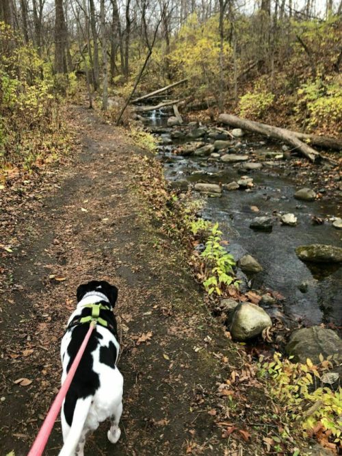 A black and white dog walks along a wooded path beside a stream, surrounded by autumn foliage.