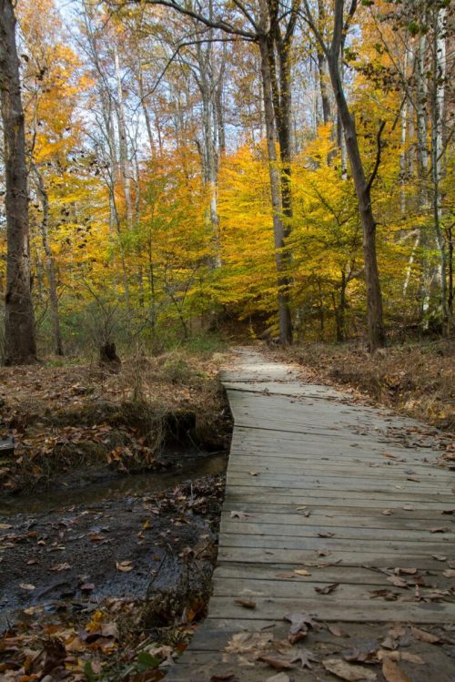 A wooden path winds through a forest with vibrant autumn foliage and a small stream beside it.