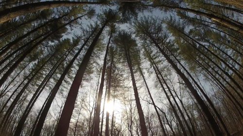 A view looking up at tall trees against a bright sky, with sunlight filtering through the branches.