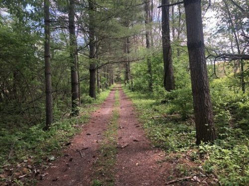A dirt path winding through a lush green forest, flanked by tall trees and dense foliage.