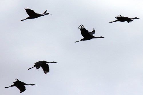 Silhouettes of cranes flying against a cloudy sky.
