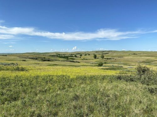 A wide, open landscape with rolling hills, green grass, and patches of yellow wildflowers under a clear blue sky.