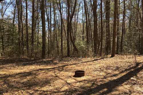 A circular metal object sits on the ground in a wooded area, surrounded by trees and fallen leaves.