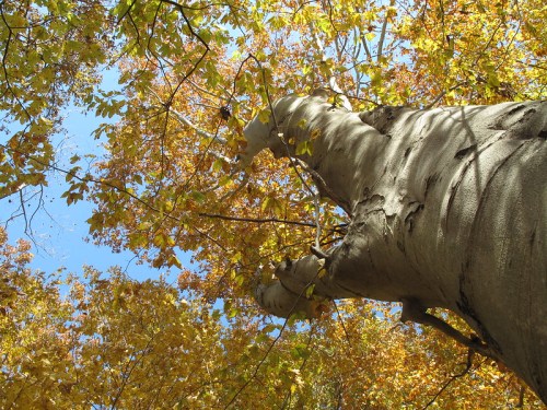 A tall tree with a textured trunk and vibrant yellow and orange leaves against a clear blue sky.