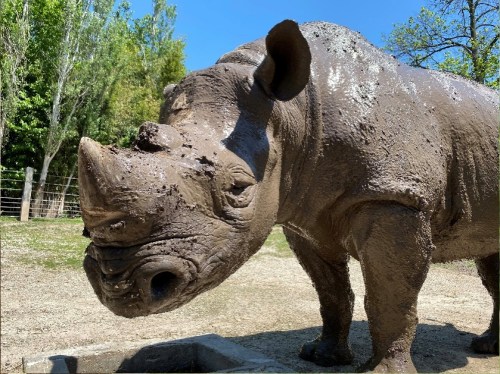 A close-up of a muddy rhinoceros standing in a sunny outdoor setting with trees in the background.