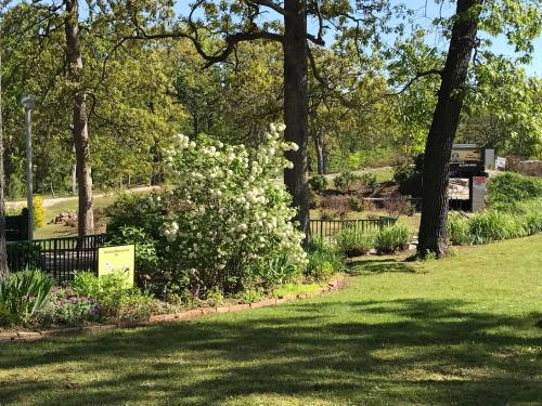 A sunny garden scene with blooming white flowers, green grass, and trees, featuring a small pond in the background.