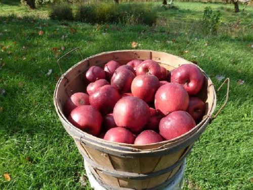 A wooden basket filled with shiny red apples, sitting on green grass in an orchard.