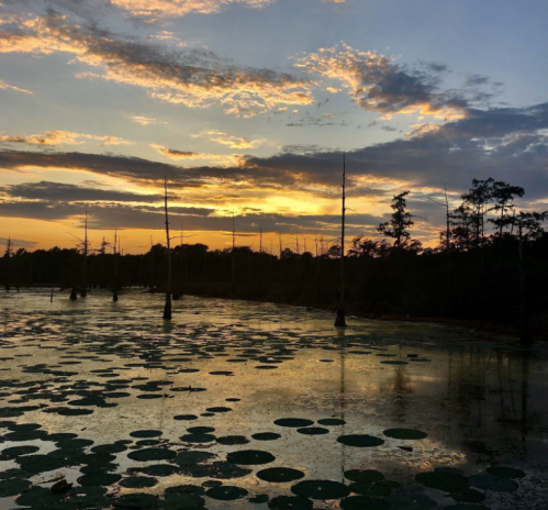 Sunset over a tranquil swamp, with silhouetted trees and lily pads reflecting on the water's surface.
