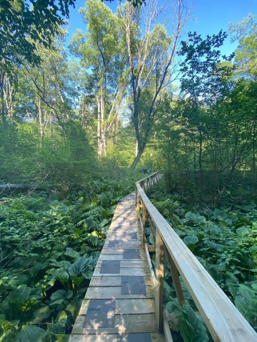 A wooden boardwalk winding through lush green foliage in a serene forest setting.