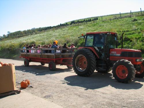 A tractor pulls a trailer filled with people, surrounded by a pumpkin patch and green hills on a sunny day.