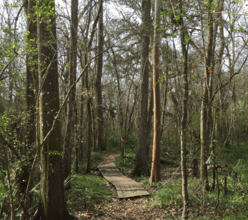 A wooden path winding through a dense forest with tall trees and green underbrush.