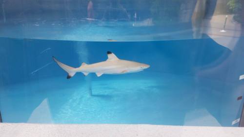 A shark swims gracefully in a clear aquarium filled with blue water.