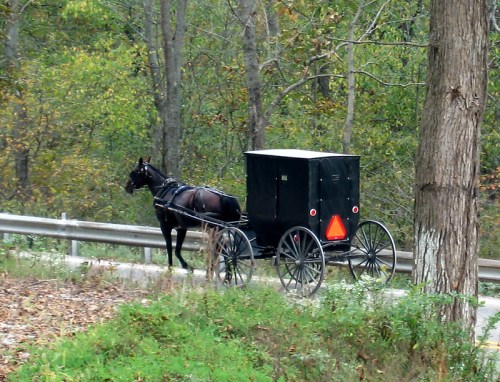 A horse-drawn buggy travels along a rural road, surrounded by trees in autumn foliage.