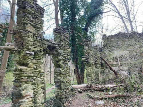 Ruins of a stone structure surrounded by trees and overgrown vegetation in a forested area.