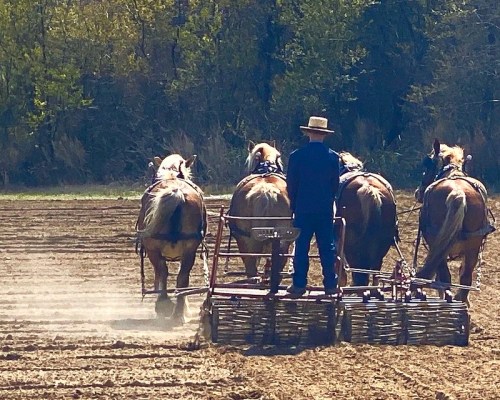 A farmer plows a field using a team of three horses, with trees in the background and dust rising from the ground.