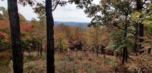 A scenic view of a forest with colorful autumn foliage and distant hills under a cloudy sky.