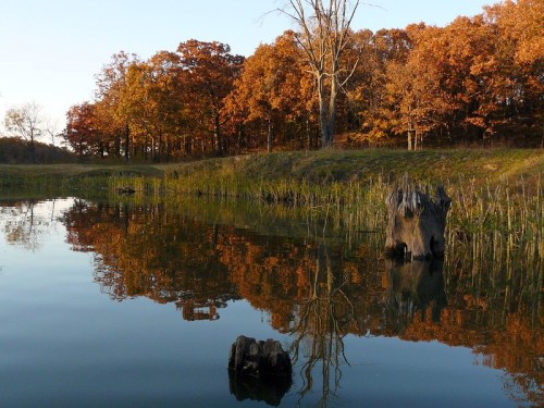 A serene pond reflects vibrant autumn trees and a clear sky, with a stump in the foreground.