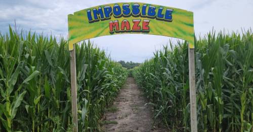 A colorful sign reading "Impossible Maze" at the entrance of a cornfield maze, surrounded by tall corn plants.