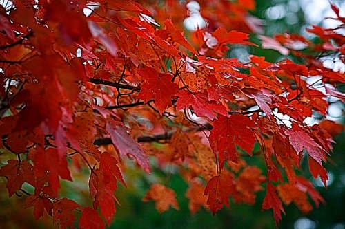 Vibrant red maple leaves on a branch, showcasing the beauty of autumn foliage against a blurred green background.