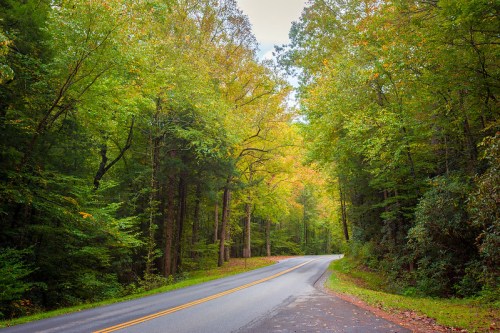 A winding road surrounded by lush green trees and autumn foliage, creating a serene, natural landscape.