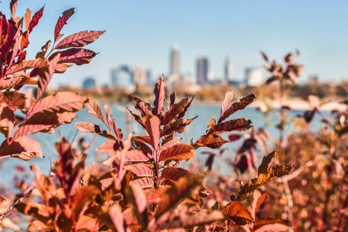 Autumn leaves in the foreground with a city skyline and blue water in the background.
