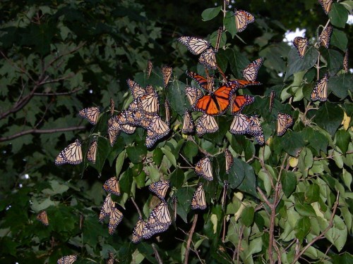 A cluster of monarch butterflies resting on green leaves, with one butterfly prominently displaying its vibrant orange wings.