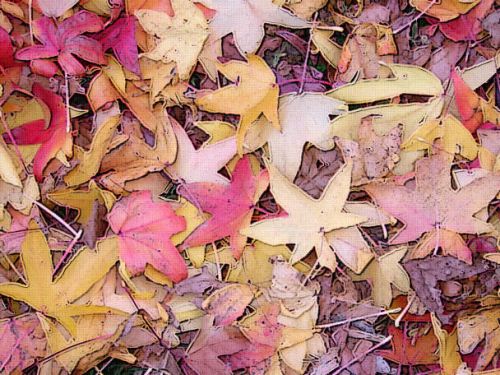 A colorful array of autumn leaves in shades of red, yellow, and orange scattered on the ground.