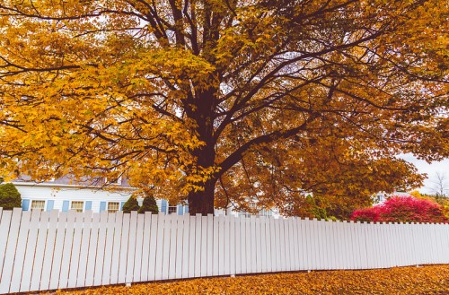 A large tree with vibrant orange leaves stands beside a white picket fence, with colorful shrubs in the background.