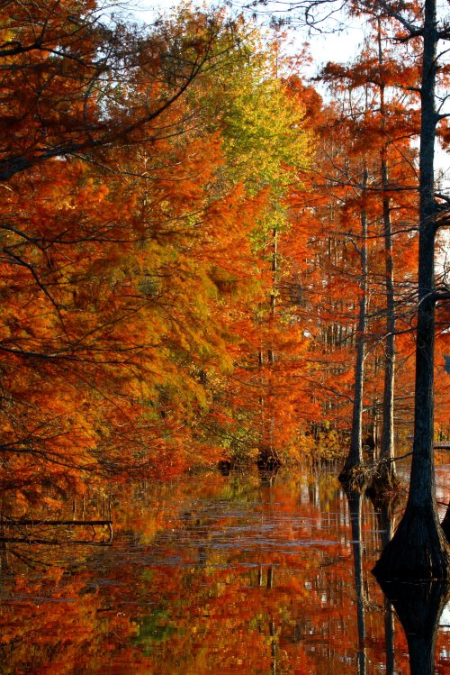 A serene lake surrounded by vibrant autumn trees reflecting in the water.