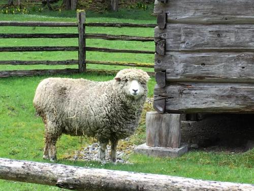 A fluffy sheep stands near a wooden cabin in a grassy area, surrounded by a rustic fence.