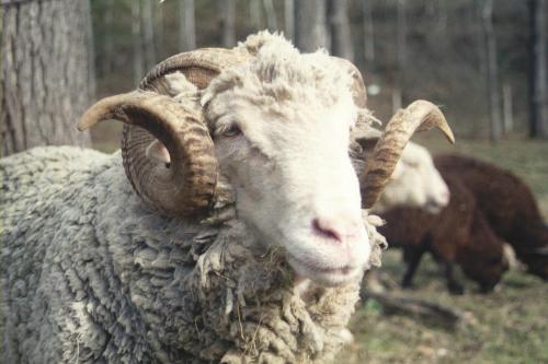 A close-up of a sheep with thick wool and large, curved horns, set against a blurred natural background.