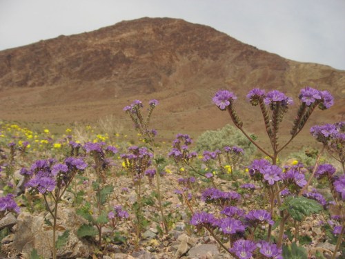 Purple flowers bloom in the foreground, with a rocky mountain rising in the background under a cloudy sky.