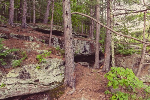 A serene forest scene with tall trees, rocky terrain, and lush greenery, creating a peaceful natural setting.