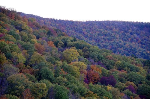 A scenic view of a forested hillside displaying vibrant autumn foliage in various shades of green, orange, and red.