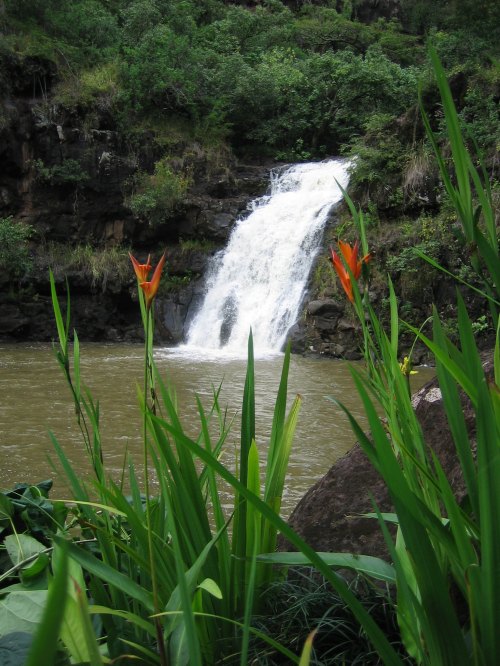 A waterfall cascades into a serene pool, surrounded by lush greenery and vibrant orange flowers in the foreground.