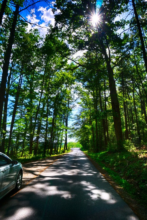 A serene road lined with tall trees, sunlight filtering through the leaves, creating a peaceful, natural atmosphere.