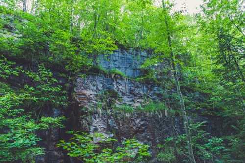 Lush green trees and plants surround a rocky cliff face, showcasing nature's vibrant colors and textures.