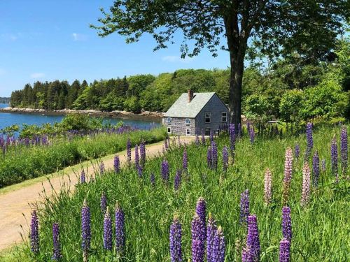 A quaint house by the water, surrounded by vibrant purple lupines and lush greenery under a clear blue sky.