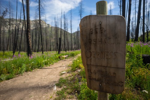 A wooden sign reading "Bob Marshall Wilderness" in a forest with charred trees and blooming wildflowers.