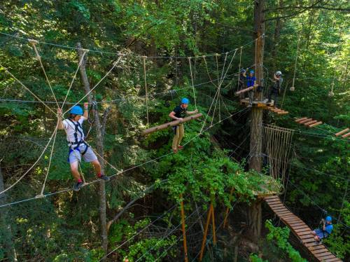 Aerial view of people navigating a treetop obstacle course among trees in a lush forest.